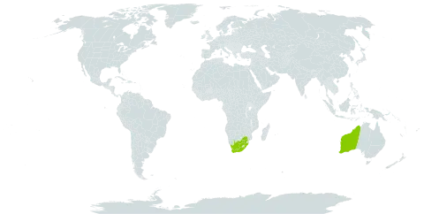 Eucalyptus patens world distribution map, present in Australia and South Africa