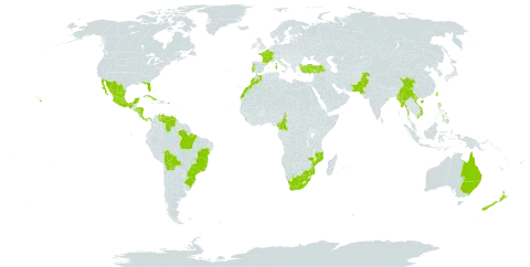 Eucalyptus robusta world distribution map, present in Australia, Bolivia (Plurinational State of), Brazil, China, Cameroon, Cook Islands, Costa Rica, Cuba, France, Micronesia (Federated States of), Equatorial Guinea, Honduras, India, Italy, Sri Lanka, Morocco, Mexico, Myanmar, Mozambique, Mauritius, Nicaragua, New Zealand, Pakistan, Panama, Philippines, Puerto Rico, Portugal, Réunion, El Salvador, Turkey, Taiwan, Province of China, United States of America, Venezuela (Bolivarian Republic of), Viet Nam, and South Africa