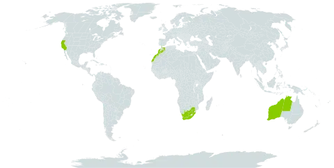 Eucalyptus torquata world distribution map, present in Australia, Morocco, United States of America, and South Africa