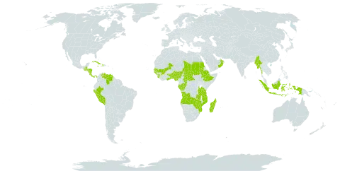 Euclasta world distribution map, present in Angola, Benin, Burkina Faso, Central African Republic, Congo, Comoros, Costa Rica, Cuba, Dominica, Ethiopia, Gabon, Ghana, Guinea, Guinea-Bissau, Guatemala, Honduras, Haiti, Indonesia, Jamaica, Madagascar, Mali, Myanmar, Mozambique, Nigeria, Nicaragua, Oman, Panama, Peru, Sudan, Senegal, Sierra Leone, Chad, Togo, Tanzania, United Republic of, Venezuela (Bolivarian Republic of), Zambia, and Zimbabwe