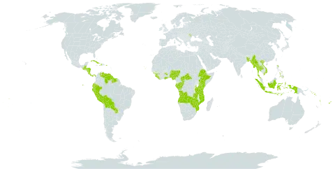 Eumachia world distribution map, present in Angola, Andorra, Bangladesh, Belize, Bolivia (Plurinational State of), Central African Republic, Congo, Cook Islands, Cabo Verde, Costa Rica, Cuba, Cayman Islands, Dominica, Ecuador, Ethiopia, Fiji, Gabon, Ghana, Guinea, Guatemala, Guyana, Honduras, Haiti, Indonesia, Kenya, Liberia, Moldova (Republic of), Myanmar, Mozambique, Nigeria, Nicaragua, Panama, Peru, Philippines, Puerto Rico, Paraguay, Solomon Islands, Sierra Leone, Suriname, Thailand, Tonga, Tanzania, United Republic of, Venezuela (Bolivarian Republic of), Viet Nam, Vanuatu, Wallis and Futuna, Samoa, Zambia, and Zimbabwe