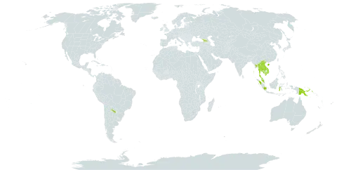 Euonymus cochinchinensis world distribution map, present in Argentina, China, Georgia, Indonesia, India, Iceland, Cambodia, Lao People's Democratic Republic, Myanmar, Malaysia, Philippines, Papua New Guinea, Thailand, Uruguay, and Viet Nam