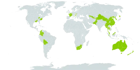 Euonymus japonicus world distribution map, present in Australia, Bolivia (Plurinational State of), China, Colombia, France, Croatia, Indonesia, Japan, Cambodia, Korea (Republic of), Myanmar, Malaysia, New Zealand, Pakistan, Philippines, Korea (Democratic People's Republic of), Slovakia, Thailand, Tajikistan, Timor-Leste, United States of America, Uzbekistan, and South Africa