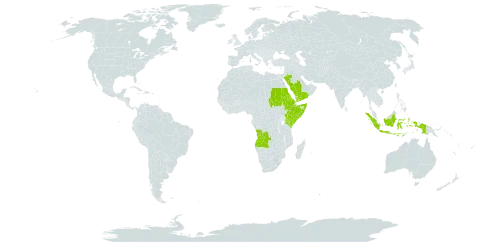 Euphorbia agowensis world distribution map, present in Angola, Eritrea, Ethiopia, Indonesia, Kenya, Saudi Arabia, Sudan, Somalia, and Yemen