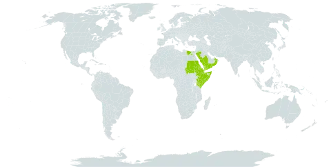 Euphorbia arabica world distribution map, present in Djibouti, Egypt, Eritrea, Ethiopia, Kenya, Oman, Saudi Arabia, Sudan, Somalia, and Yemen