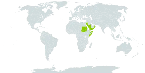 Euphorbia balsamifera subsp. adenensis world distribution map, present in Oman, Saudi Arabia, Sudan, Somalia, and Yemen