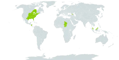 Euphorbia corollata world distribution map, present in Åland Islands, Canada, Micronesia (Federated States of), Georgia, Malaysia, Nicaragua, Chad, and United States of America