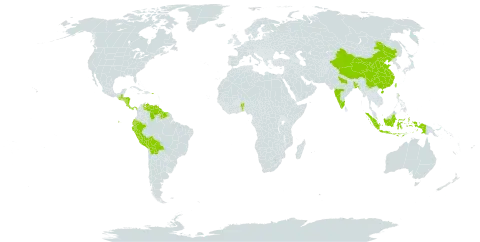 Euphorbia cotinifolia subsp. cotinoides world distribution map, present in Benin, Bangladesh, Bolivia (Plurinational State of), China, Costa Rica, Cayman Islands, Dominica, Ecuador, Guatemala, Guyana, Honduras, Indonesia, India, Nicaragua, Panama, Peru, Puerto Rico, Suriname, Taiwan, Province of China, and Venezuela (Bolivarian Republic of)