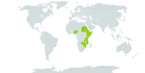 Euphorbia depauperata world distribution map, present in Burkina Faso, Eritrea, Ethiopia, Guinea, Kenya, Mozambique, Nigeria, Sudan, Somalia, Tanzania, United Republic of, Uganda, Zambia, and Zimbabwe