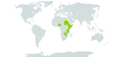 Euphorbia depauperata var. depauperata world distribution map, present in Burkina Faso, Eritrea, Ethiopia, Guinea, Kenya, Nigeria, Sudan, Somalia, Tanzania, United Republic of, Uganda, Zambia, and Zimbabwe