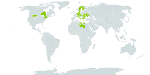 Euphorbia epithymoides world distribution map, present in Albania, Austria, Bulgaria, Canada, Czech Republic, Germany, Finland, Greece, Hungary, Italy, Libya, Netherlands, Romania, Sweden, Turks and Caicos Islands, Ukraine, and United States of America