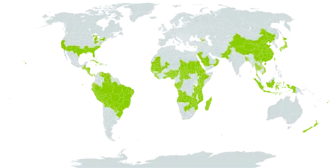 Euphorbia hirta world distribution map, present in Aruba, Angola, Åland Islands, Andorra, Benin, Burkina Faso, Bangladesh, Bahamas, Belize, Bermuda, Bolivia (Plurinational State of), Brazil, Botswana, Central African Republic, China, Congo, Cook Islands, Costa Rica, Cuba, Cyprus, Djibouti, Dominica, Ecuador, Eritrea, Ethiopia, Fiji, Gabon, Georgia, Ghana, Guinea, Gambia, Guinea-Bissau, Guatemala, Honduras, Haiti, Indonesia, India, Jamaica, Japan, Kenya, Liberia, Madagascar, Maldives, Mali, Mozambique, Mauritania, Nigeria, Nicaragua, Nepal, Nauru, New Zealand, Oman, Pakistan, Panama, Pitcairn, Peru, Palau, Puerto Rico, Paraguay, Rwanda, Saudi Arabia, Sudan, Senegal, Sierra Leone, Seychelles, Chad, Togo, Thailand, Tokelau, Tonga, Taiwan, Province of China, Tanzania, United Republic of, United States of America, Venezuela (Bolivarian Republic of), Viet Nam, Wallis and Futuna, Samoa, Zambia, and Zimbabwe