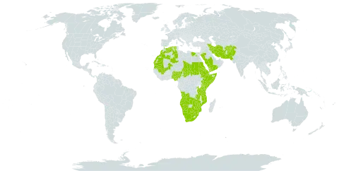 Euphorbia inaequilatera world distribution map, present in Afghanistan, Angola, Burkina Faso, Botswana, Djibouti, Algeria, Egypt, Eritrea, Ethiopia, Iran (Islamic Republic of), Kenya, Morocco, Mali, Mozambique, Mauritania, Namibia, Nigeria, Pakistan, Rwanda, Saudi Arabia, Sudan, Somalia, eSwatini, Seychelles, Chad, Tanzania, United Republic of, Uganda, Yemen, South Africa, Zambia, and Zimbabwe