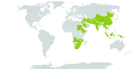 Euphorbia indica world distribution map, present in Afghanistan, Angola, Bangladesh, Botswana, China, Ethiopia, Indonesia, India, Iran (Islamic Republic of), Iraq, Kenya, Maldives, Myanmar, Mozambique, Nepal, Pakistan, Saudi Arabia, Sudan, Thailand, South Africa, Zambia, and Zimbabwe