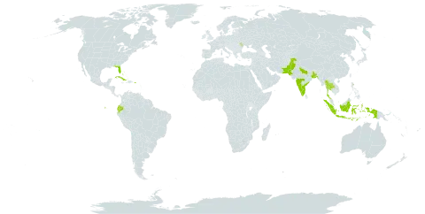 Euphorbia lactea world distribution map, present in Bangladesh, Bahamas, Cuba, Dominica, Ecuador, Indonesia, India, Moldova (Republic of), Pakistan, Puerto Rico, Thailand, and United States of America