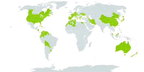 Euphorbia maculata world distribution map, present in Aruba, Åland Islands, Albania, Australia, Austria, Bulgaria, Bahamas, Belize, Bermuda, Bolivia (Plurinational State of), Canada, Switzerland, China, Cook Islands, Colombia, Cuba, Czech Republic, Germany, Algeria, Ecuador, Egypt, Spain, France, Micronesia (Federated States of), Georgia, Greece, Guyana, Hungary, Iran (Islamic Republic of), Italy, Japan, Morocco, Malaysia, Norfolk Island, Nicaragua, New Zealand, Palau, Korea (Democratic People's Republic of), Portugal, Paraguay, Tunisia, Taiwan, Province of China, Ukraine, Uruguay, United States of America, and Venezuela (Bolivarian Republic of)