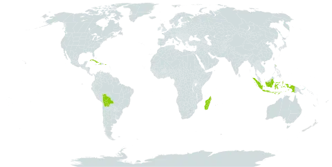 Euphorbia milii var. splendens world distribution map, present in Bolivia (Plurinational State of), Cuba, Cayman Islands, Dominica, Haiti, Indonesia, Madagascar, and Puerto Rico