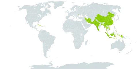 Euphorbia neriifolia world distribution map, present in Bangladesh, China, Cuba, Dominica, Indonesia, India, Iran (Islamic Republic of), Moldova (Republic of), Myanmar, Pakistan, Philippines, Puerto Rico, Thailand, United States of America, and Viet Nam