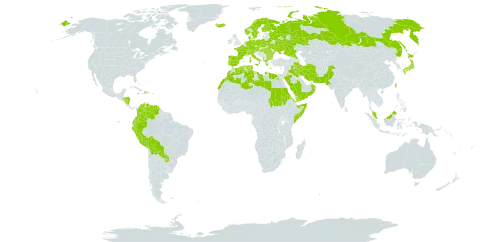 Euphorbia peplus var. peplus world distribution map, present in Åland Islands, Albania, Austria, Bulgaria, Belarus, Bermuda, Bolivia (Plurinational State of), Switzerland, Colombia, Czech Republic, Germany, Denmark, Algeria, Ecuador, Egypt, Eritrea, Spain, Finland, France, Micronesia (Federated States of), Greece, Honduras, Haiti, Hungary, Ireland, Iran (Islamic Republic of), Iraq, Iceland, Italy, Jamaica, Japan, Libya, Morocco, Malaysia, Nicaragua, Netherlands, Norway, Oman, Pakistan, Pitcairn, Peru, Palau, Poland, Portugal, Paraguay, Romania, Russian Federation, Saudi Arabia, Sudan, Singapore, Somalia, Sweden, Turks and Caicos Islands, Tunisia, Taiwan, Province of China, Ukraine, Venezuela (Bolivarian Republic of), and Yemen