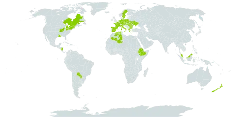 Euphorbia platyphyllos world distribution map, present in Albania, Austria, Bulgaria, Canada, Czech Republic, Germany, Algeria, Spain, Ethiopia, France, Micronesia (Federated States of), Greece, Hungary, Italy, Malaysia, Nicaragua, Netherlands, New Zealand, Poland, Paraguay, Romania, Sweden, Turks and Caicos Islands, Ukraine, and United States of America