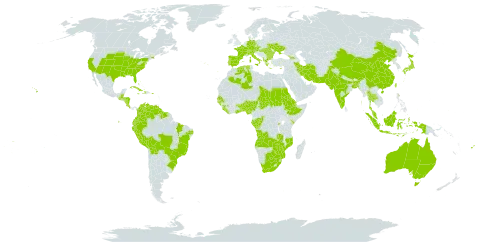 Euphorbia prostrata world distribution map, present in Angola, Åland Islands, Albania, Andorra, Australia, Austria, Benin, Burkina Faso, Bangladesh, Bulgaria, Bahamas, Belize, Bermuda, Bolivia (Plurinational State of), Brazil, Botswana, Switzerland, China, Congo, Cook Islands, Colombia, Costa Rica, Cuba, Cayman Islands, Cyprus, Czech Republic, Germany, Djibouti, Dominica, Algeria, Ecuador, Eritrea, Spain, Ethiopia, Fiji, France, Micronesia (Federated States of), Gabon, Georgia, Ghana, Guinea, Guinea-Bissau, Greece, Guatemala, Guyana, Honduras, Haiti, Hungary, Indonesia, India, Iran (Islamic Republic of), Italy, Jamaica, Japan, Kenya, Liberia, Mozambique, Malaysia, Norfolk Island, Nigeria, Nicaragua, Nepal, Nauru, Pakistan, Peru, Palau, Puerto Rico, Portugal, Romania, Rwanda, Sudan, Senegal, Sierra Leone, Suriname, Seychelles, Chad, Togo, Thailand, Tokelau, Tonga, Taiwan, Province of China, Ukraine, United States of America, Venezuela (Bolivarian Republic of), Samoa, South Africa, Zambia, and Zimbabwe