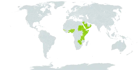 Euphorbia schimperiana var. schimperiana world distribution map, present in Benin, Burkina Faso, Djibouti, Eritrea, Ethiopia, Ghana, Guinea, Guinea-Bissau, Kenya, Nigeria, Oman, Rwanda, Saudi Arabia, Sudan, Somalia, Togo, Tanzania, United Republic of, Uganda, Yemen, Zambia, and Zimbabwe