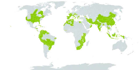 Euphorbia serpens world distribution map, present in Åland Islands, Andorra, Austria, Bangladesh, Bulgaria, Belize, Bolivia (Plurinational State of), Brazil, Canada, China, Colombia, Costa Rica, Cuba, Cyprus, Czech Republic, Dominica, Algeria, Ecuador, Egypt, Spain, France, Micronesia (Federated States of), Georgia, Guinea, Greece, Guyana, Honduras, Haiti, Hungary, Indonesia, India, Iran (Islamic Republic of), Italy, Jamaica, Kenya, Morocco, Mozambique, Oman, Pakistan, Peru, Philippines, Palau, Puerto Rico, Paraguay, Suriname, Thailand, Tunisia, Taiwan, Province of China, Tanzania, United Republic of, Uruguay, United States of America, Venezuela (Bolivarian Republic of), South Africa, Zambia, and Zimbabwe