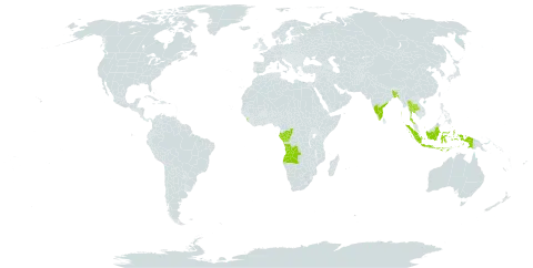 Euphorbia trigona world distribution map, present in Angola, Bangladesh, Congo, Gabon, Indonesia, India, Sri Lanka, and Thailand