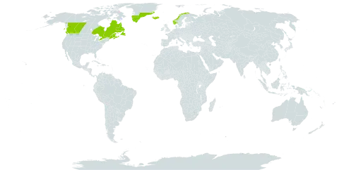 Euphrasia arctica subsp. borealis world distribution map, present in Canada, United Kingdom of Great Britain and Northern Ireland, Greenland, Iceland, Norway, and United States of America