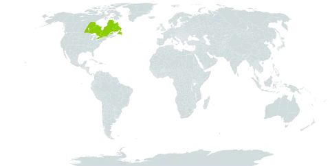 Euphrasia vinacea world distribution map, present in Canada