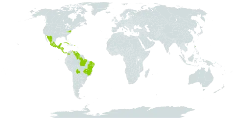 Euploca humilis world distribution map, present in Antigua and Barbuda, Bonaire, Sint Eustatius and Saba, Bahamas, Bolivia (Plurinational State of), Brazil, Colombia, Costa Rica, Cuba, Dominica, Guadeloupe, Grenada, Guatemala, Guyana, Honduras, Jamaica, Saint Lucia, Mexico, Montserrat, Martinique, Nicaragua, Panama, Puerto Rico, El Salvador, United States of America, Saint Vincent and the Grenadines, and Venezuela (Bolivarian Republic of)