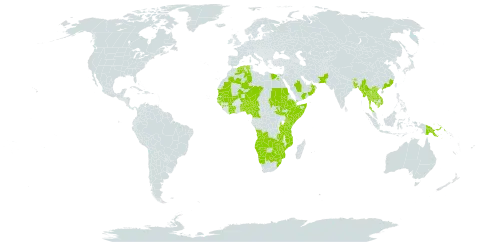 Euploca strigosa world distribution map, present in Angola, Benin, Burkina Faso, Bangladesh, Bahrain, Bhutan, Botswana, China, Côte d'Ivoire, Cameroon, Djibouti, Algeria, Egypt, Ethiopia, Guinea, Guinea-Bissau, India, Kenya, Cambodia, Lao People's Democratic Republic, Sri Lanka, Mali, Myanmar, Mozambique, Mauritania, Malawi, Namibia, Niger, Nigeria, Nepal, Oman, Pakistan, Philippines, Papua New Guinea, Saudi Arabia, Sudan, Senegal, Somalia, South Sudan, eSwatini, Chad, Togo, Thailand, Tanzania, United Republic of, Uganda, Viet Nam, Yemen, South Africa, Zambia, and Zimbabwe