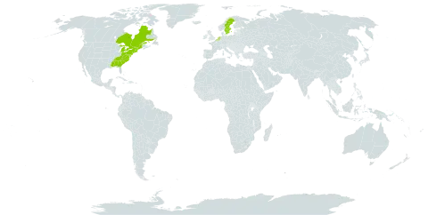 Eurybia divaricata world distribution map, present in Belgium, Canada, Netherlands, Sweden, and United States of America