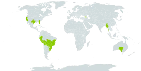 Eustachys distichophylla world distribution map, present in Australia, Bolivia (Plurinational State of), Brazil, Georgia, Myanmar, Peru, Paraguay, Uruguay, and United States of America