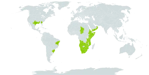 Eustachys paspaloides world distribution map, present in Angola, Brazil, Botswana, Eritrea, Ethiopia, Kenya, Lesotho, Mozambique, Namibia, Oman, Rwanda, Somalia, eSwatini, Chad, Tanzania, United Republic of, Uganda, United States of America, Yemen, South Africa, Zambia, and Zimbabwe