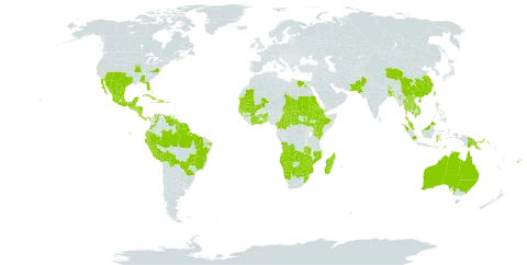 Evolvulus alsinoides world distribution map, present in Afghanistan, Angola, French Southern Territories, Australia, Benin, Burkina Faso, Bangladesh, Bahamas, Belize, Bolivia (Plurinational State of), Brazil, Barbados, Bhutan, Botswana, Central African Republic, China, Côte d'Ivoire, Cameroon, Colombia, Cabo Verde, Costa Rica, Cuba, Dominican Republic, Ecuador, Egypt, Eritrea, Ethiopia, Fiji, Ghana, Guinea, Guadeloupe, Gambia, Guinea-Bissau, Grenada, Guatemala, French Guiana, Guyana, Honduras, Haiti, Indonesia, India, Iceland, Jamaica, Kenya, Cambodia, Lao People's Democratic Republic, Sri Lanka, Madagascar, Maldives, Mexico, Mali, Myanmar, Northern Mariana Islands, Mozambique, Mauritania, Martinique, Malawi, Malaysia, Namibia, Nicaragua, Nepal, Pakistan, Panama, Peru, Philippines, Papua New Guinea, Puerto Rico, Paraguay, Réunion, Saudi Arabia, Sudan, Senegal, Singapore, El Salvador, South Sudan, Suriname, eSwatini, Seychelles, Turks and Caicos Islands, Chad, Togo, Thailand, Timor-Leste, Trinidad and Tobago, Taiwan, Province of China, Tanzania, United Republic of, Uganda, United States of America, Venezuela (Bolivarian Republic of), Viet Nam, Yemen, South Africa, Zambia, and Zimbabwe