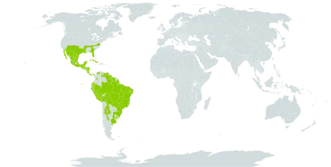 Evolvulus sericeus world distribution map, present in Anguilla, Argentina, Antigua and Barbuda, Bonaire, Sint Eustatius and Saba, Bahamas, Belize, Bolivia (Plurinational State of), Brazil, Colombia, Costa Rica, Cuba, Dominica, Ecuador, Guadeloupe, Guatemala, Guyana, Honduras, Jamaica, Mexico, Nicaragua, Panama, Peru, Paraguay, El Salvador, Suriname, Trinidad and Tobago, Uruguay, United States of America, and Venezuela (Bolivarian Republic of)