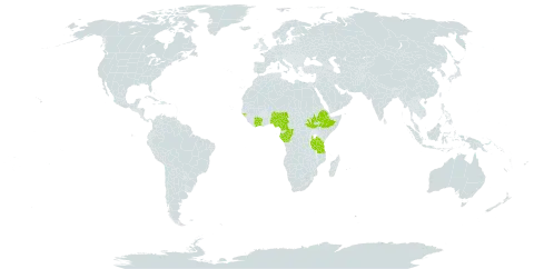 Exochaenium oliganthum world distribution map, present in Côte d'Ivoire, Cameroon, Congo, Ethiopia, Gabon, Guinea-Bissau, Nigeria, South Sudan, Tanzania, United Republic of, and Uganda