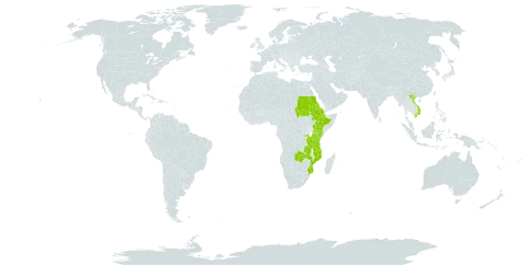 Exotheca abyssinica world distribution map, present in Burkina Faso, Eritrea, Ethiopia, Kenya, Mozambique, Rwanda, Sudan, Tanzania, United Republic of, Uganda, Viet Nam, and Zambia