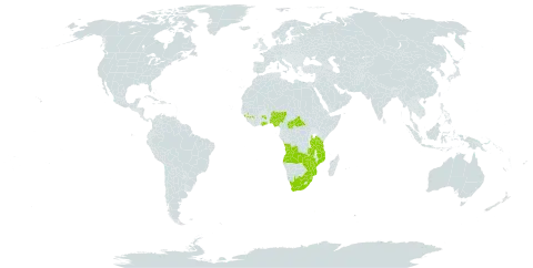 Fadogia tetraquetra world distribution map, present in Angola, Central African Republic, Ghana, Guinea, Mozambique, Nigeria, eSwatini, Tanzania, United Republic of, South Africa, Zambia, and Zimbabwe