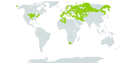 Falcaria vulgaris world distribution map, present in Afghanistan, Albania, Armenia, Austria, Azerbaijan, Belgium, Bulgaria, Belarus, Switzerland, Czech Republic, Denmark, Algeria, Spain, Estonia, France, United Kingdom of Great Britain and Northern Ireland, Georgia, Greece, Croatia, Hungary, Iran (Islamic Republic of), Iraq, Israel, Italy, Kazakhstan, Kyrgyzstan, Lebanon, Liberia, Lithuania, Luxembourg, Latvia, Moldova (Republic of), North Macedonia, Montenegro, Netherlands, Poland, Romania, Russian Federation, Serbia, Slovakia, Slovenia, Sweden, Syrian Arab Republic, Tajikistan, Turkmenistan, Turkey, Ukraine, United States of America, Uzbekistan, and South Africa