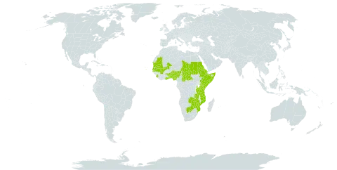 Feretia world distribution map, present in Benin, Botswana, Central African Republic, Cabo Verde, Eritrea, Ethiopia, Ghana, Gambia, Kenya, Mali, Mozambique, Mauritania, Nigeria, Sudan, Senegal, Sierra Leone, Somalia, Chad, Togo, Tanzania, United Republic of, Uganda, Zambia, and Zimbabwe