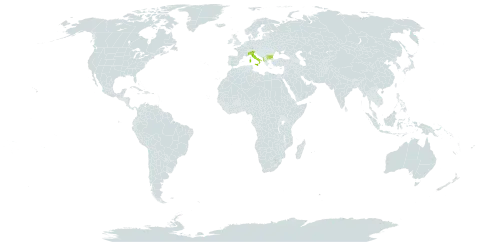 Festuca bosniaca world distribution map, present in Albania, Bulgaria, and Italy