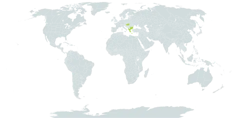 Festuca dalmatica world distribution map, present in Albania, Bulgaria, Greece, and Hungary