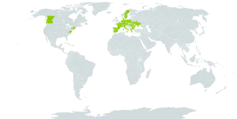 Festuca heterophylla world distribution map, present in Albania, Austria, Bulgaria, Canada, Switzerland, Czech Republic, Germany, Denmark, Spain, France, Greece, Hungary, Italy, Netherlands, Poland, Romania, Sweden, Turks and Caicos Islands, Ukraine, and United States of America