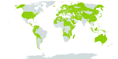 Festuca world distribution map, present in Afghanistan, Angola, Åland Islands, Albania, Australia, Austria, Burkina Faso, Bangladesh, Bulgaria, Bahamas, Belarus, Bolivia (Plurinational State of), Switzerland, Chile, China, Congo, Colombia, Costa Rica, Cyprus, Czech Republic, Germany, Djibouti, Dominica, Denmark, Algeria, Ecuador, Egypt, Eritrea, Spain, Ethiopia, Finland, Falkland Islands (Malvinas), France, Micronesia (Federated States of), Georgia, Greece, Guatemala, Honduras, Haiti, Hungary, Indonesia, Ireland, Iran (Islamic Republic of), Iraq, Iceland, Italy, Jamaica, Japan, Kazakhstan, Kenya, Kyrgyzstan, Libya, Lesotho, Morocco, Moldova (Republic of), Madagascar, Myanmar, Montenegro, Mozambique, Mauritania, Mauritius, Malaysia, Norfolk Island, Nicaragua, Netherlands, Norway, Nepal, Pakistan, Panama, Peru, Philippines, Palau, Poland, Puerto Rico, Korea (Democratic People's Republic of), Portugal, Paraguay, Réunion, Romania, Russian Federation, Rwanda, Saudi Arabia, Sudan, Singapore, Svalbard and Jan Mayen, Somalia, Sweden, eSwatini, Turks and Caicos Islands, Chad, Turkmenistan, Tunisia, Taiwan, Province of China, Tanzania, United Republic of, Uganda, Ukraine, Uruguay, United States of America, Uzbekistan, Venezuela (Bolivarian Republic of), Viet Nam, Yemen, Zambia, and Zimbabwe