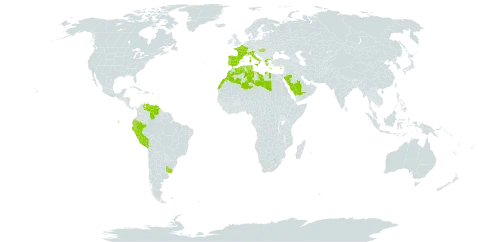 Festuca muralis world distribution map, present in Cyprus, Algeria, Ecuador, Spain, France, Greece, Hungary, Italy, Libya, Morocco, Peru, Palau, Portugal, Saudi Arabia, Turks and Caicos Islands, Tunisia, Uruguay, and Venezuela (Bolivarian Republic of)