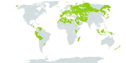 Festuca myuros world distribution map, present in Afghanistan, Åland Islands, Albania, Austria, Bulgaria, Bolivia (Plurinational State of), Switzerland, Costa Rica, Cyprus, Czech Republic, Germany, Dominica, Algeria, Ecuador, Egypt, Eritrea, Spain, France, Micronesia (Federated States of), Georgia, Greece, Guatemala, Haiti, Hungary, Indonesia, Ireland, Iran (Islamic Republic of), Iraq, Italy, Jamaica, Japan, Kazakhstan, Kenya, Kyrgyzstan, Libya, Lesotho, Morocco, Madagascar, Malaysia, Norfolk Island, Nicaragua, Netherlands, New Zealand, Pakistan, Peru, Philippines, Palau, Poland, Korea (Democratic People's Republic of), Portugal, Réunion, Romania, Russian Federation, Saudi Arabia, Singapore, Turks and Caicos Islands, Turkmenistan, Tunisia, Taiwan, Province of China, Ukraine, Uruguay, Uzbekistan, and Venezuela (Bolivarian Republic of)