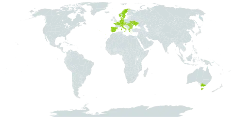 Festuca nigrescens world distribution map, present in Albania, Australia, Austria, Bulgaria, Switzerland, Czech Republic, Germany, Denmark, Spain, France, Greece, Hungary, Italy, Norway, Portugal, Romania, Sweden, and Ukraine