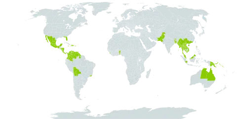 Ficus benjamina world distribution map, present in Anguilla, Antigua and Barbuda, Australia, Benin, Bangladesh, Bolivia (Plurinational State of), Brazil, Barbados, Bhutan, China, Colombia, Costa Rica, Cayman Islands, Dominican Republic, Fiji, Micronesia (Federated States of), Grenada, Guyana, Honduras, Haiti, Indonesia, India, Jamaica, Cambodia, Lao People's Democratic Republic, Saint Lucia, Sri Lanka, Mexico, Myanmar, Montserrat, Malaysia, Nicaragua, Nepal, Pakistan, Panama, Philippines, Papua New Guinea, Puerto Rico, Singapore, Solomon Islands, Thailand, Trinidad and Tobago, United States of America, Saint Vincent and the Grenadines, Venezuela (Bolivarian Republic of), and Viet Nam